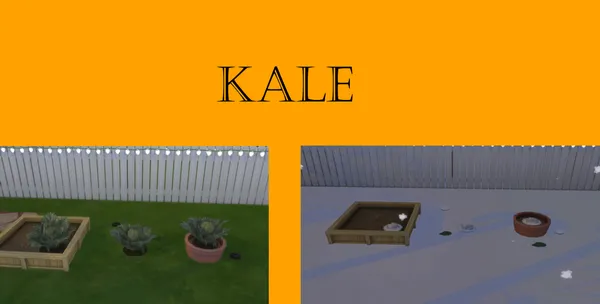 Kale Harvestable